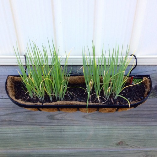 Pressed for space and can’t put in any raised beds because the landlord will kick up a stink? 