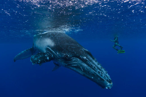 nubbsgalore: swimming with (and photographing) humpbacks whales. as one photographer, who has been s
