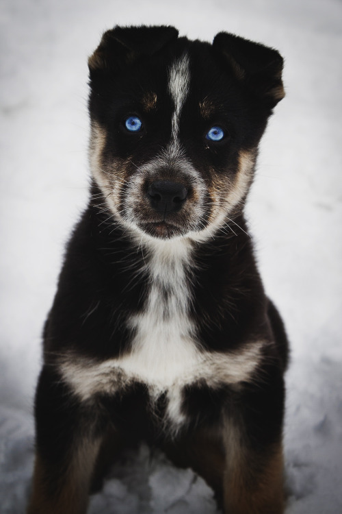 avoiceforanimals: envyavenue: Blue Eyed Puppy “The music plays … and your sense of real