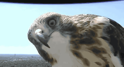 tastefullyoffensive:Video: Curious Hawk Checks Out Weather Cam