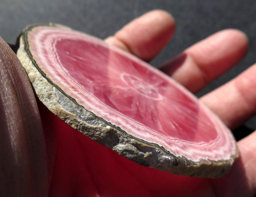 ghminerals: Highest quality Rhodochrosite slice. Offering a dead on perfect 3 3/8 across full edge r