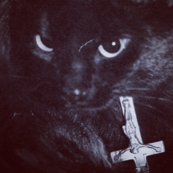 blackcraftcult:  No god. No masters. Just black cats. www.blackcraftcult.com #blackcraftcult #believeinyourself 