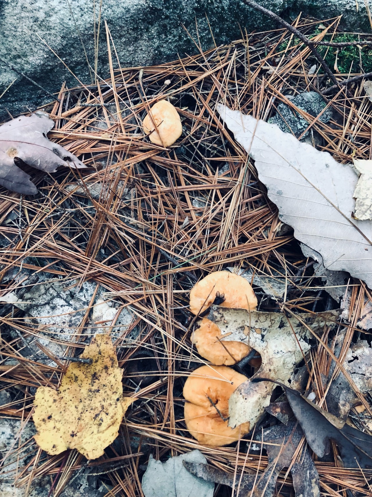 image ID . three golden hedgehog mushrooms the  color of egg yolk peeking out amidst leaf litter