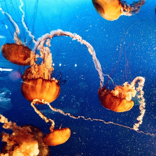 jsahunta:  Vancouver Aquarium Jellies.