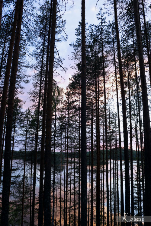 Ka-Photos: Mighty Trees A Finnish Landscape Behind The Long Pine Trees 