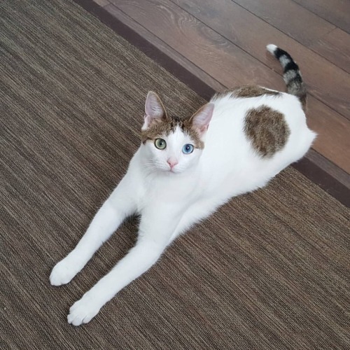 dtqsqueek: Looks like some Photoshop incident, but nope, Timbit just has some long legs to show off.