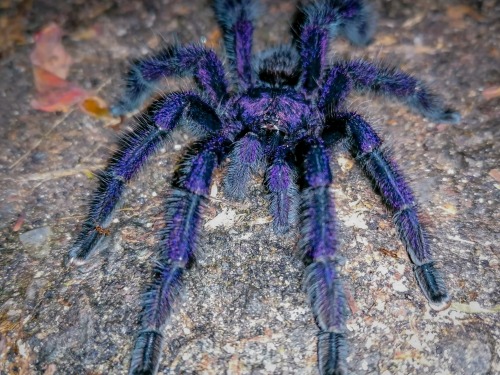 onenicebugperday: Purple pinktoe tarantula, Avicularia purpurea Found in South America, primarily Ec