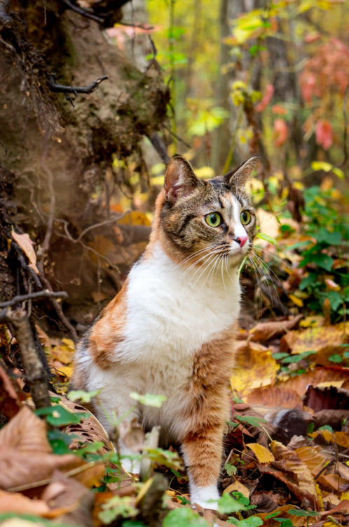 cybergata:  Катана Автор FOTO-melkota