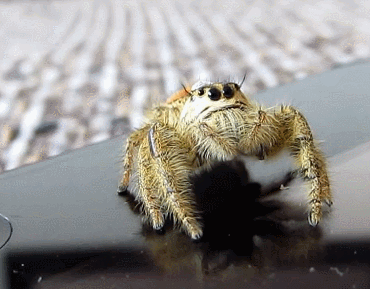 areyou-stillawake:Jumping SpiderHyllus GiganteusVideo by Frankus LeeFacebookInstagramTwitter