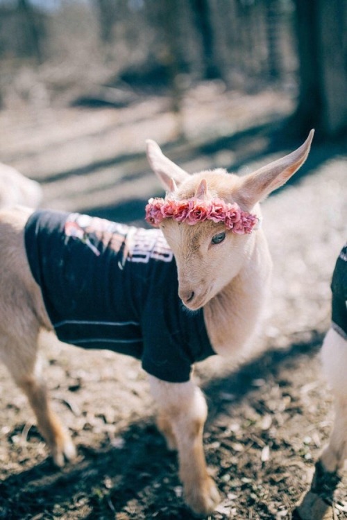 naturalcottage: Animals with flower crowns 