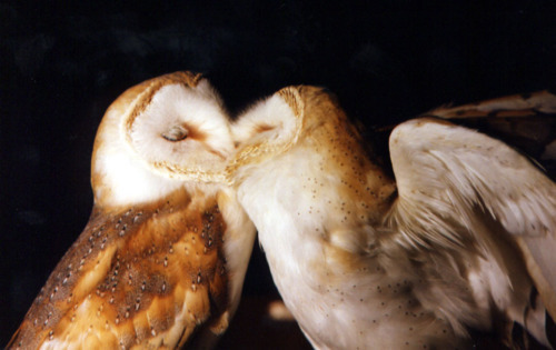poplitealqueen:mirandatam:moonlit-mindfulness:Sharing some love the owl way@poplitealqueenI AM WEAK.