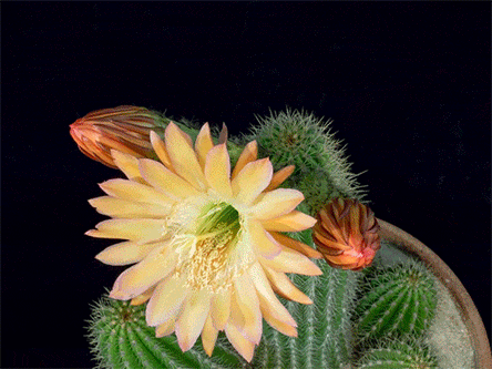 itscolossal:WATCH: Echinopsis Cactus Flowers Seem to Explode Like Fireworks (video)