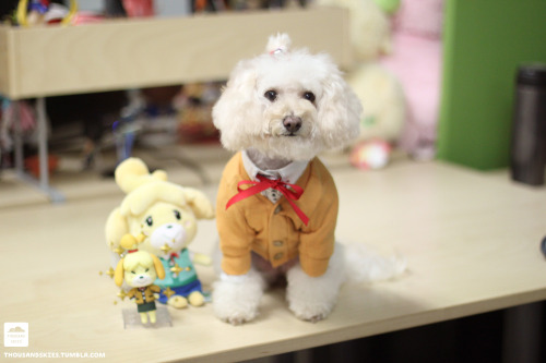 thousandskies:

Animal Crossing Halloween party!!!!! I cried…. my poodle mix Wifi as Isabelle, and my friend’s dog Moiji (whom i’m babysitting at the time) as Digby (he’s a schnauzer mix) and I dressed up as villager hurrrderp hurpderp 