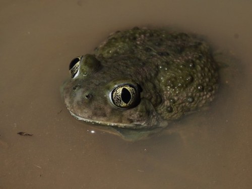 toadschooled:Water is nice, but so is dirt. Luckily western spadefoot toads [also known as Hammond&r