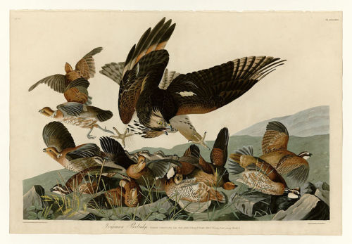 Plate 76 Virginian Partridge, John James Audubon
