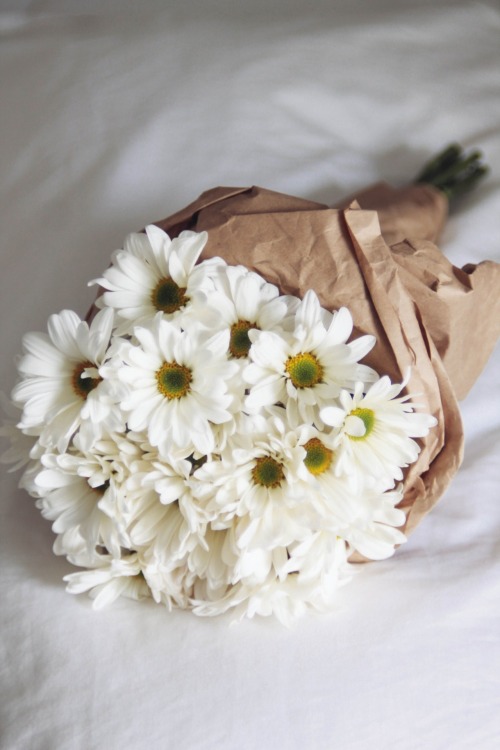 syflove:  daisies