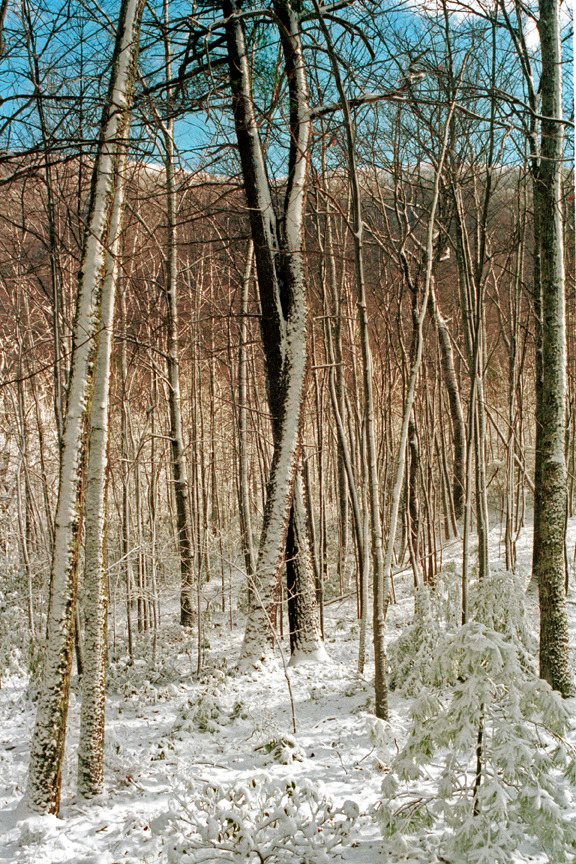 Watauga Reserve after snow storm. Stone Mountain, Upper Unaka Mountains, Western Blue Ridge, Southern Appalachians, Cherokee National Forest, East Tennessee, USA. ©Van Miller