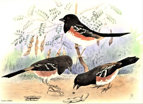 A Towhee FeathursdayThis week we present a few of those long-tailed sparrows, the Towhees!! These li