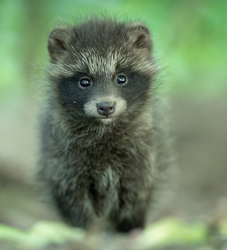 beautiful-wildlife:Raccoon Dog (Nyctereutes procyonoides) by © Damian Kwasek