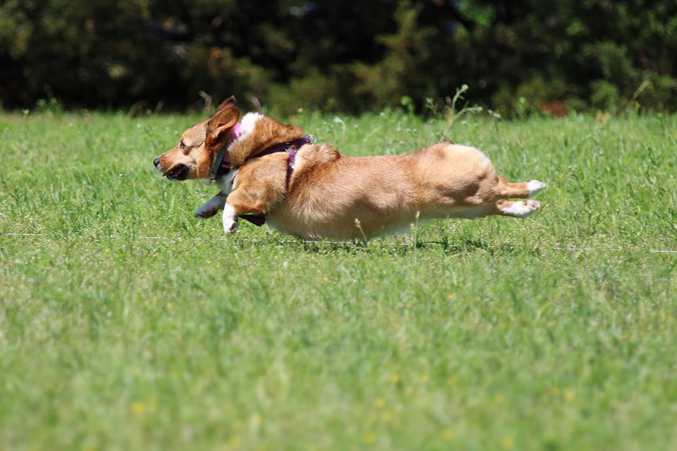 corgi-addict:  Lure Coursing photos source: http://imgur.com/r/corgi/42RzRBg 