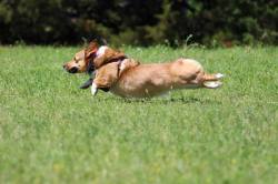 corgi-addict:  Lure Coursing photos source: