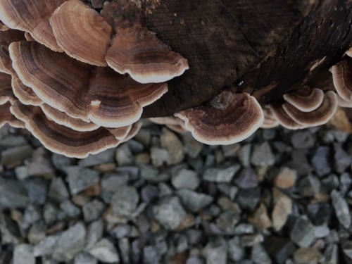 Some fungi growing on a stump in my front yard. Pretty sure they’re turkey tail mushrooms.