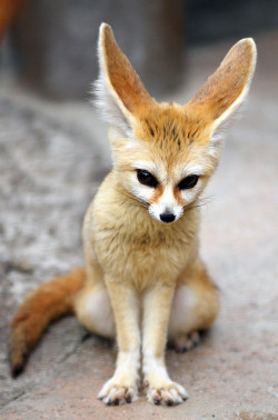 animalsarehype:  Fennec fox by floridapfe on Flickr. 