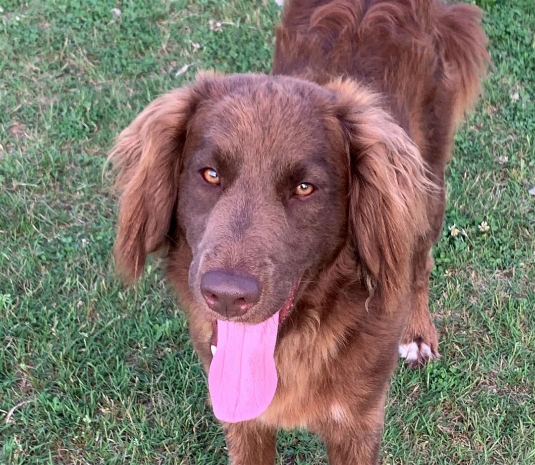 labradoodle of intense mystery  (source)