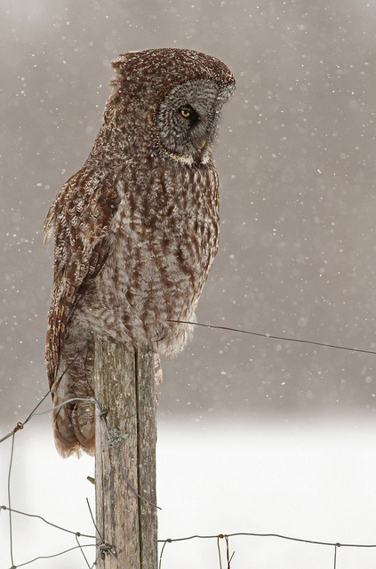 jaws-and-claws:Great Grey Owl by uropsalis on Flickr.