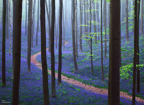 mryomyom:    Autumn In The White Carpathians Rhododendron Laden Path, Mount Rogers, Virginia, USA Spring In Hallerbos Forest, Belgium Autumn Path In Kyoto, Japan  Autumn Path Bamboo Path In Kyoto, Japan Hitachi Seaside Park Path In Japan Dark Hedges