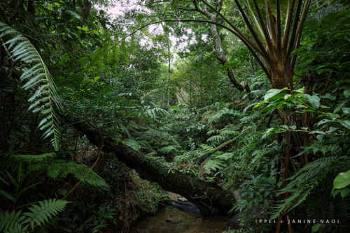 hiddenthoughts-words:  Stream hiking in jungle of southern Japan by Ippei & Janine Naoi on Flick