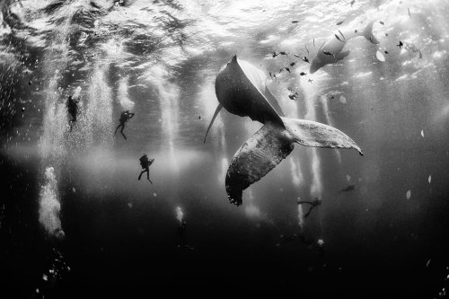  Diving with a humpback whale and her newborn calf while they cruise around Roca Partida in the Revi