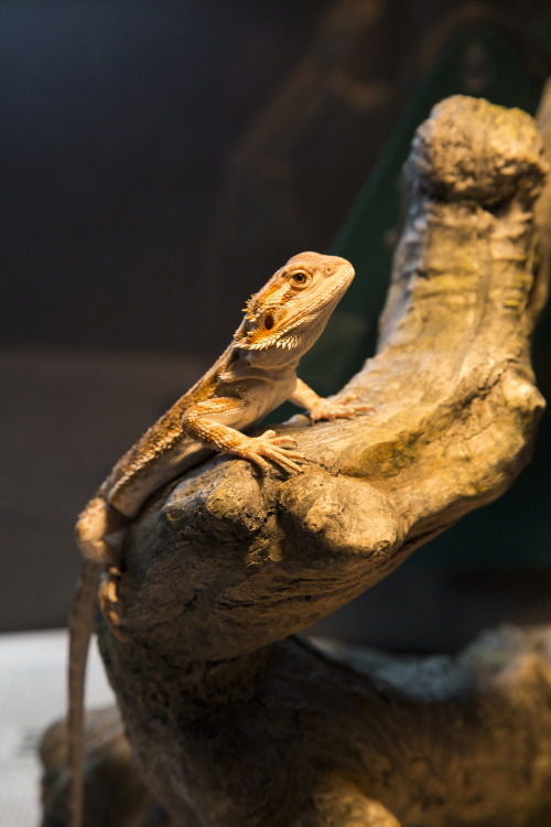 This is my baby Pedro! He&rsquo;s a 3 month old Bearded Dragon. I got him just over a month ago 