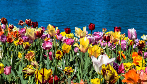 Tulips galore at Big Lake in City Park. New Orleans, Louisiana. March 2016.・For optimal photo qualit