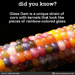 did-you-know:  Glass Gem is a unique strain