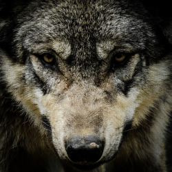 ancientxdelirium:  Wolf. (by TioMax80) 