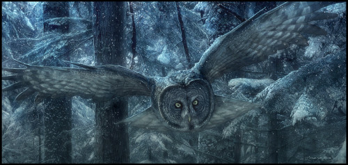 Under the Night GREY OWL by ~Grafik