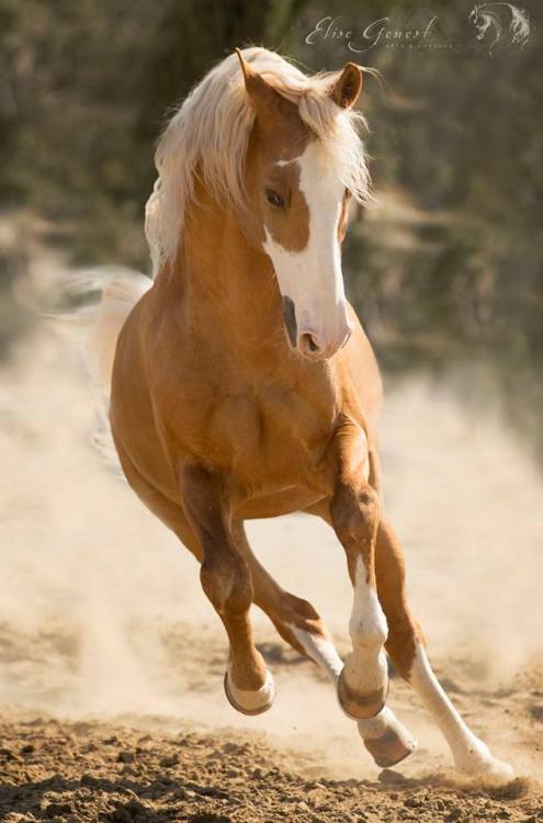 Xerez De QuintanaNero X DestinadaLusitano, Stallion15.3hhBorn 2002