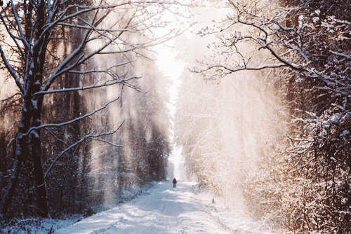 wild-nirvana:  melodyandviolence:    Winter forest by  *Nishe    x 