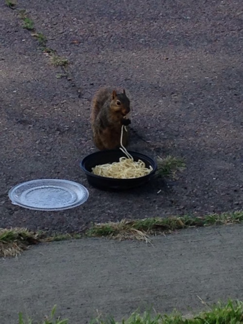 squirrelsbyallie: Just a squirrel and a bowl of noodles
