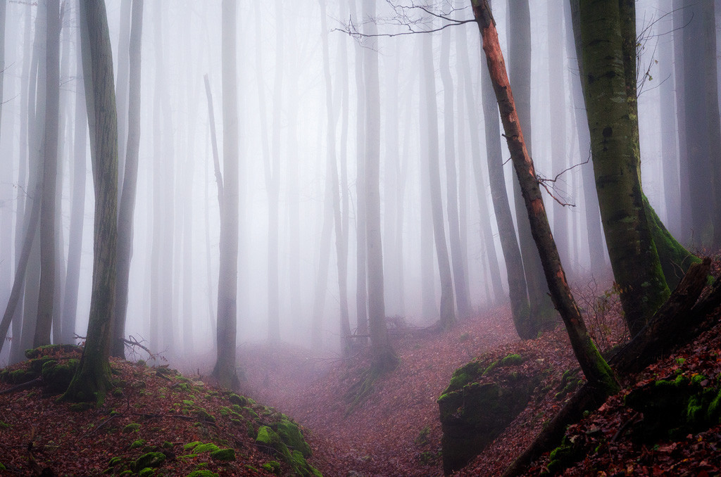 archatlas:  Secret Woods  Heiko Gerlicher is a 47 year old award winning photographer