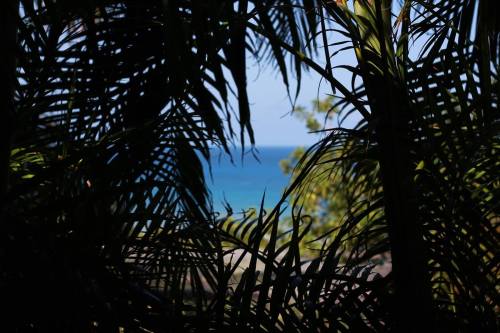 wildwildwestindians:   Necker Island, 2015 instagram: rosesaintred