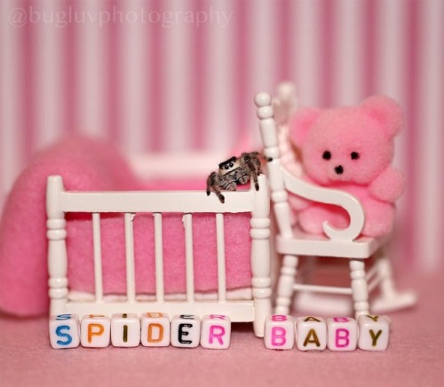 Day 9: Spider Baby! This is the best prompt. Looking at everyone’s art today is bringing me much joy