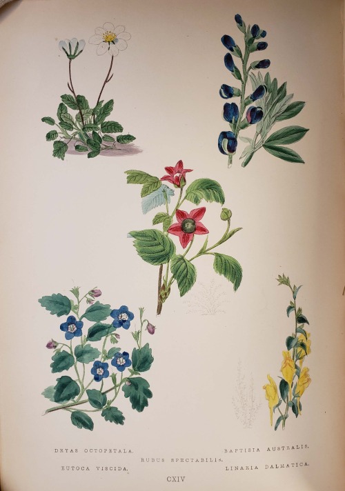 From: Maund, B. (Benjamin), 1790-1863. The botanic garden. London : George Bell and Sons, York Stree