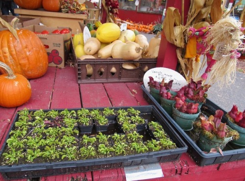 Stopped at this place to eat and they were selling pitcher plants and sundews along with pumpkins an