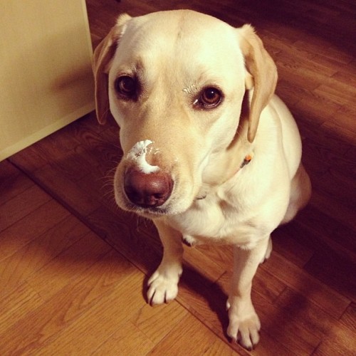 plunombi:  ヨーグルト大好き #dog #犬 #labrador
