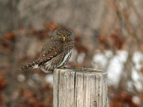 Glaucidium californicum by Anne Elliott