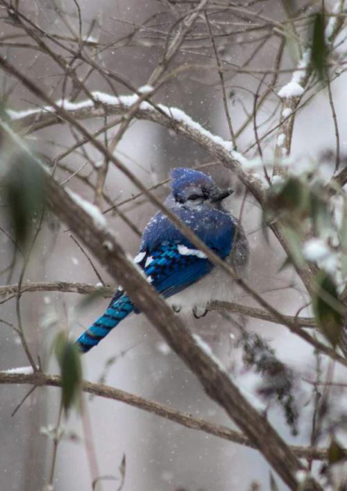 🔥 Blue jay in snow #naturezem#nature#photography#naturephotography#naturelovers#art#photo#photographer
