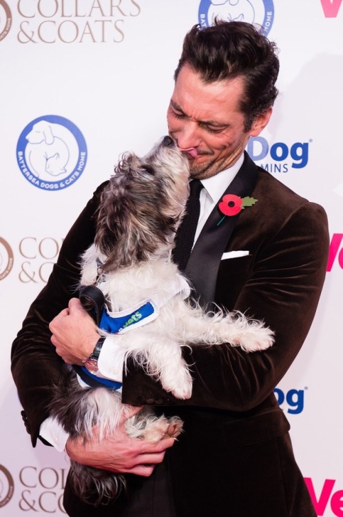 David Gandy and his beautiful pup Dora attend the Battersea Dogs...