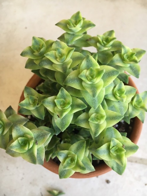 succulents4life:I love this plant